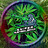 Austrian_Sativa