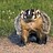 Badger342 Badger342