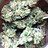 Bongmasta406