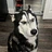 Doge.Dev