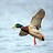 Duck_Hunter