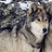 Dunkel_Wolf
