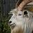 GoatFromTheNewYork