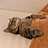 MeowCatto
